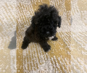 Cavapoo (Miniature) Puppy for sale in MORGANTON, NC, USA