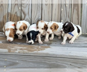 Brittany Puppy for sale in CROSSVILLE, AL, USA