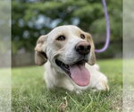 Small #11 Labrador Retriever Mix