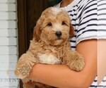 Small #4 Goldendoodle (Miniature)