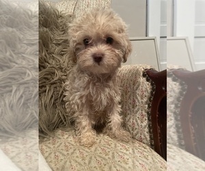 Poovanese Puppy for sale in CLAREMONT, NH, USA