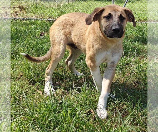 Medium Photo #6 Great Pyrenees-Unknown Mix Puppy For Sale in Talladega, AL, USA