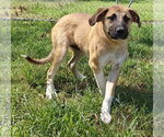 Small #5 Great Pyrenees Mix