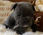 Bluey - Female French Bulldog Puppy for Sale - Small photo