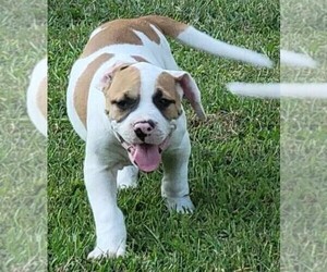 American Bulldog Puppy for sale in WESTMORELAND, KS, USA