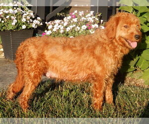 Mother of the Goldendoodle (Miniature) puppies born on 05/21/2026