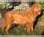 Small Photo #1 Goldendoodle (Miniature) Puppy For Sale in WOOSTER, OH, USA
