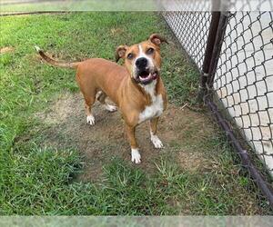 Boxer-Unknown Mix Dogs for adoption in Grovetown, GA, USA