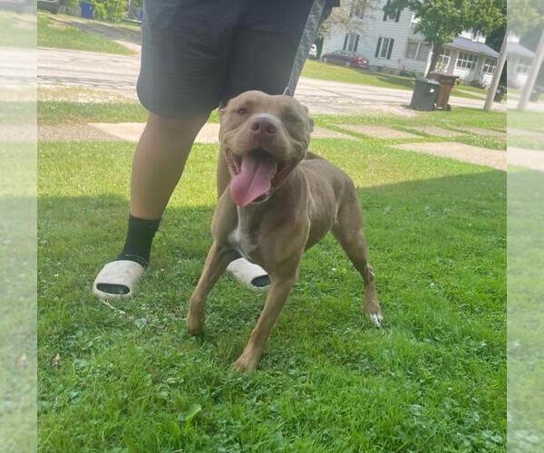 Medium Photo #3 American Pit Bull Terrier Puppy For Sale in Rootstown, OH, USA