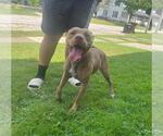 Small #2 American Pit Bull Terrier