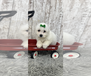 Bichon Frise Puppy for sale in PEEBLES, OH, USA