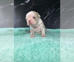 Small #15 Boston Terrier