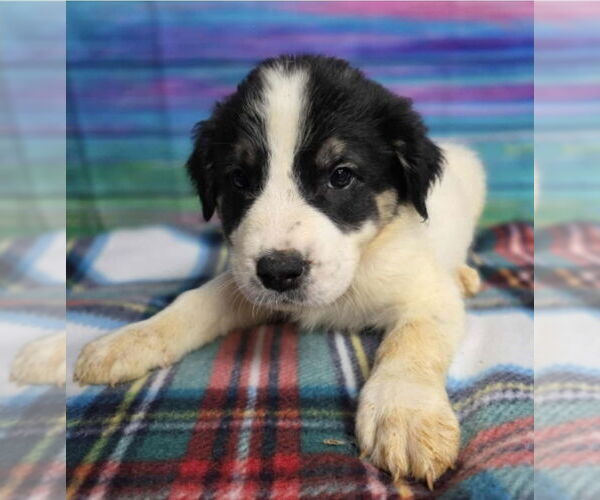 Medium Photo #2 Border Collie-Great Pyrenees Mix Puppy For Sale in Lakewood, CO, USA