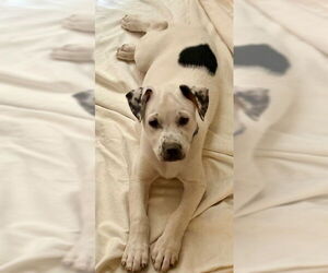 Huskies -Unknown Mix Dogs for adoption in Mesa, AZ, USA