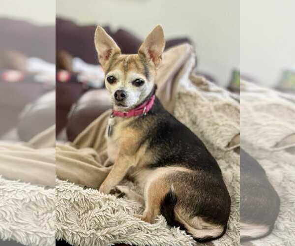 Medium Photo #12 Chihuahua-Unknown Mix Puppy For Sale in Boonton, NJ, USA