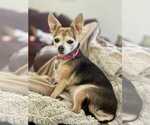 Small #11 Chihuahua Mix