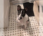 Small #8 Mutt