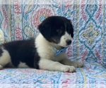 Small Photo #3 Border Collie Puppy For Sale in LANCASTER, PA, USA