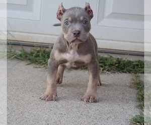 American Bully Puppy for sale in CHAMPAIGN, IL, USA