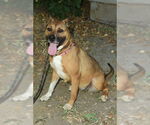 Small #1 Boxer Mix