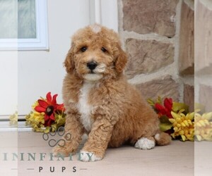 Goldendoodle (Miniature) Puppy for sale in GORDONVILLE, PA, USA
