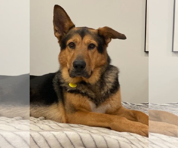 Medium Photo #2 German Shepherd Dog-Unknown Mix Puppy For Sale in Los Angeles, CA, USA