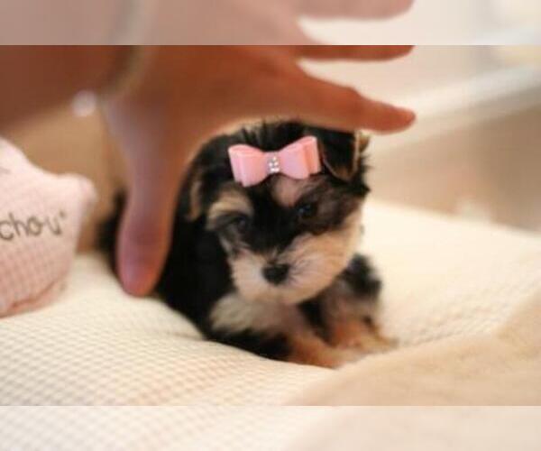 Medium Photo #3 Yorkshire Terrier Puppy For Sale in BEVERLY HILLS, CA, USA