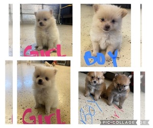 Pomeranian Puppy for sale in HOLLISTER, CA, USA