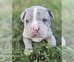 Small Photo #9 American Bully Puppy For Sale in KISSIMMEE, FL, USA