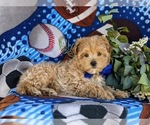 Small Photo #6 Maltipoo Puppy For Sale in LEOLA, PA, USA