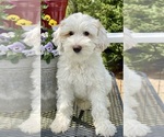 Small Photo #18 Australian Labradoodle Puppy For Sale in WASHINGTON, NC, USA