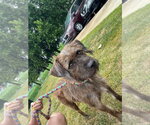 Small #1 Mutt