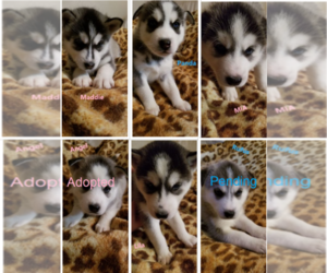 Siberian Husky Puppy for sale in OSKALOOSA, IA, USA