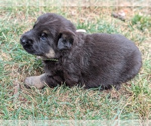 German Shepherd Dog Puppy for sale in OAK GROVE, OR, USA
