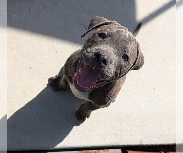 Medium Photo #1 American Pit Bull Terrier Puppy For Sale in SPTBG, SC, USA