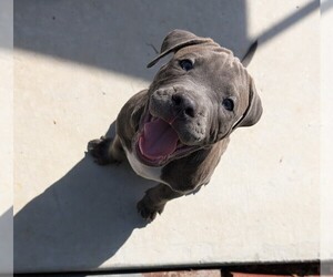 Medium American Pit Bull Terrier