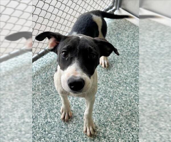 Medium Photo #1 Treeing Walker Coonhound-Unknown Mix Puppy For Sale in Salisbury, NC, USA