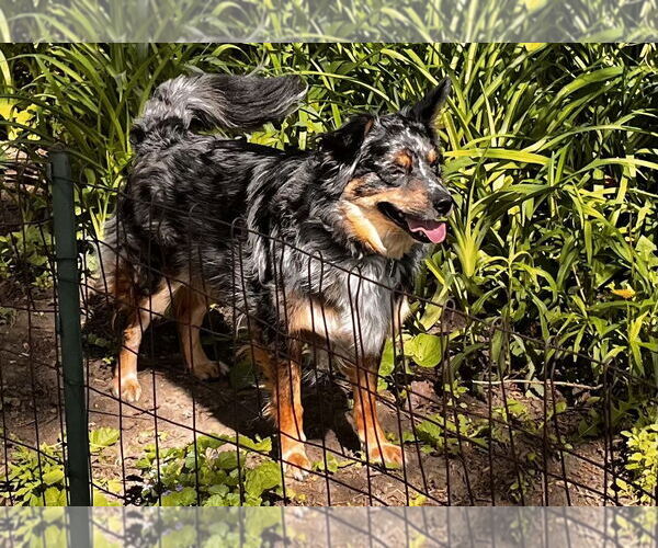 Medium Photo #2 Australian Shepherd-Unknown Mix Puppy For Sale in Wheaton, IL, USA