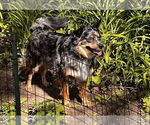 Small #1 Australian Shepherd Mix