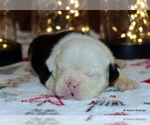 Small Photo #12 English Bulldog Puppy For Sale in WINNSBORO, TX, USA