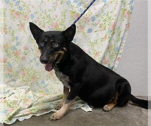 Mutt Dogs for adoption in Rosenberg, TX, USA