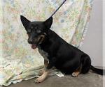 LADY - Female Mutt Dog for Adoption - Small photo