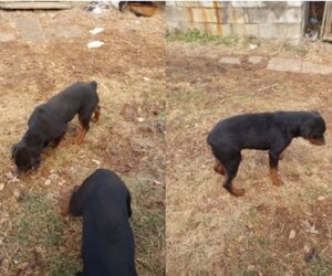Rottweiler Puppy for sale in ROCKWELL, NC, USA