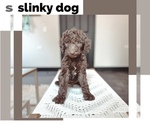 Image preview for Ad Listing. Nickname: Slinky Dog