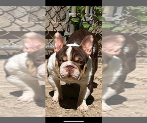 Father of the French Bulldog puppies born on 07/30/2025