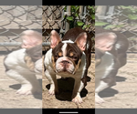 Small Photo #1 French Bulldog Puppy For Sale in PEWAUKEE, WI, USA