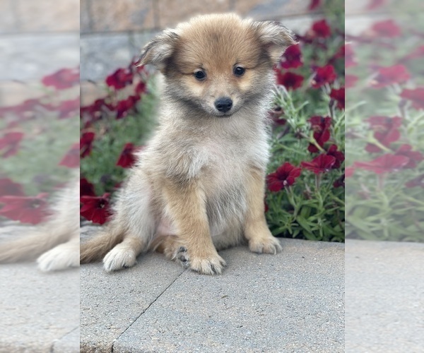 Medium Photo #3 Pomeranian Puppy For Sale in CANOGA, NY, USA