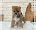 Small Photo #1 Shiba Inu Puppy For Sale in SEATAC, WA, USA