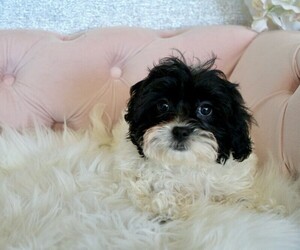 ShihPoo Puppy for sale in STUART, FL, USA