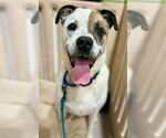 Small #4 Boxer Mix
